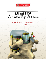 背部和脊髓-数字解剖图谱