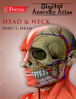头颈部-数字解剖图谱