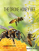 .The Drone Honey Bee.