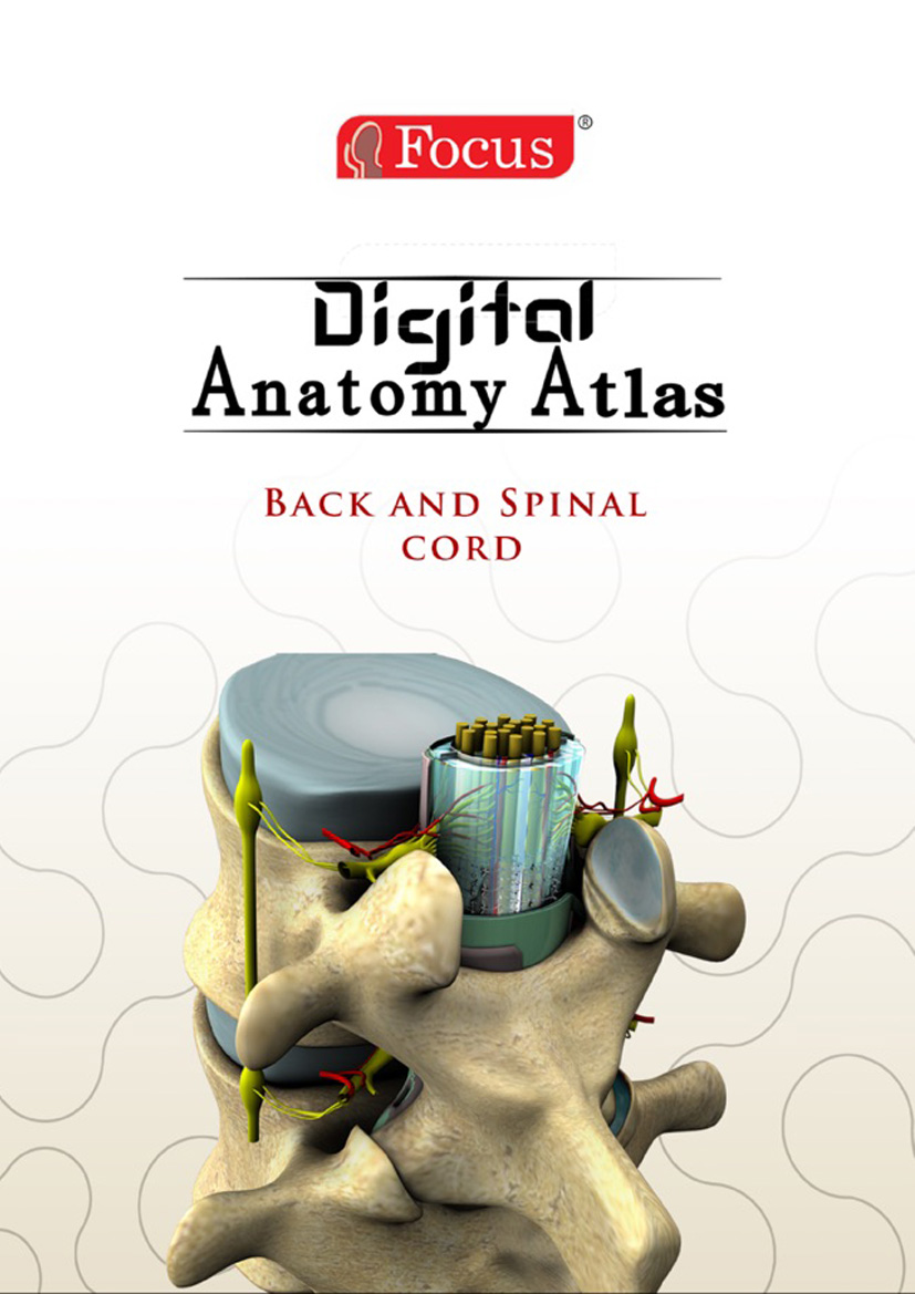 Back and Spinal Cord - Digital Anatomy Atlas